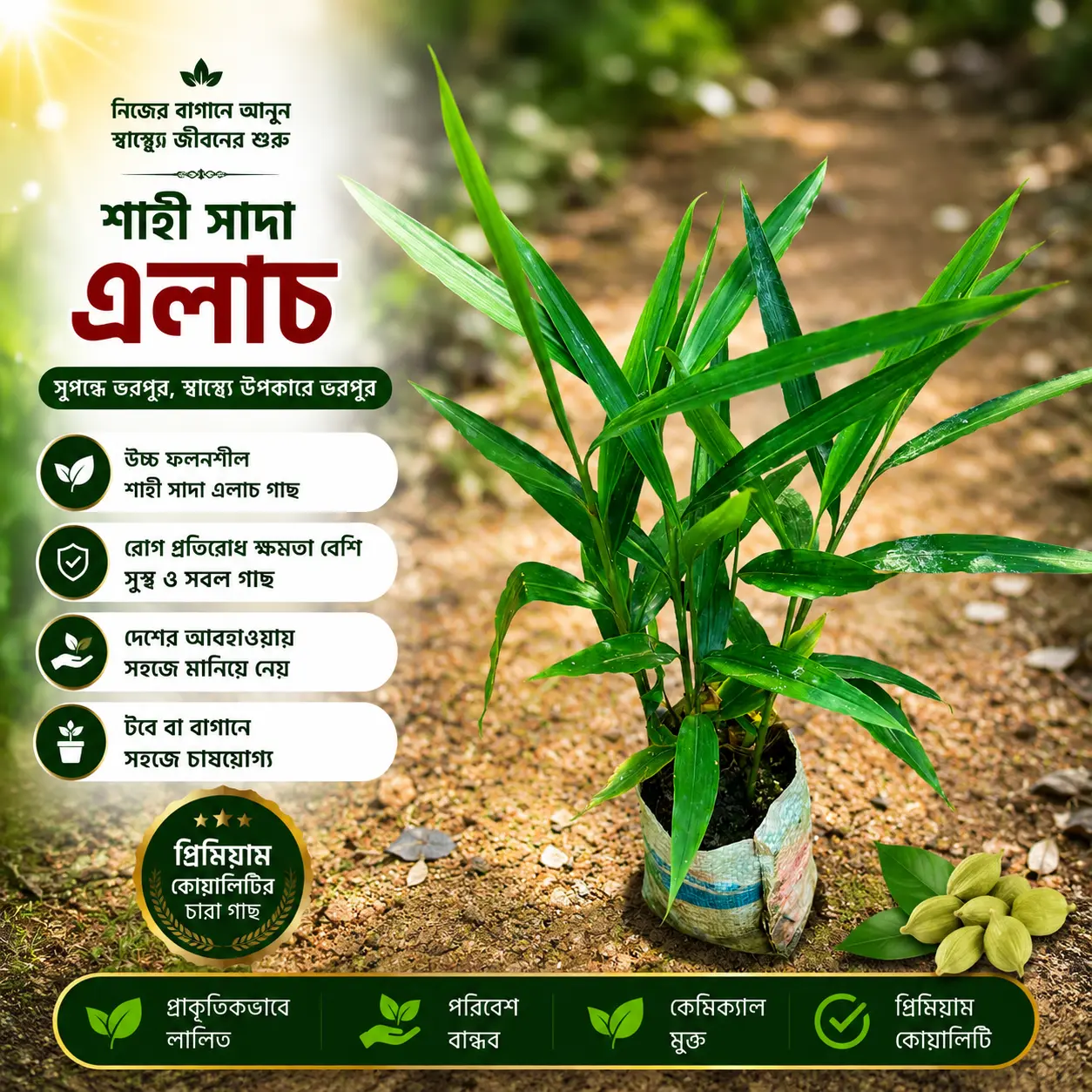 এলাচ (Cardamom)