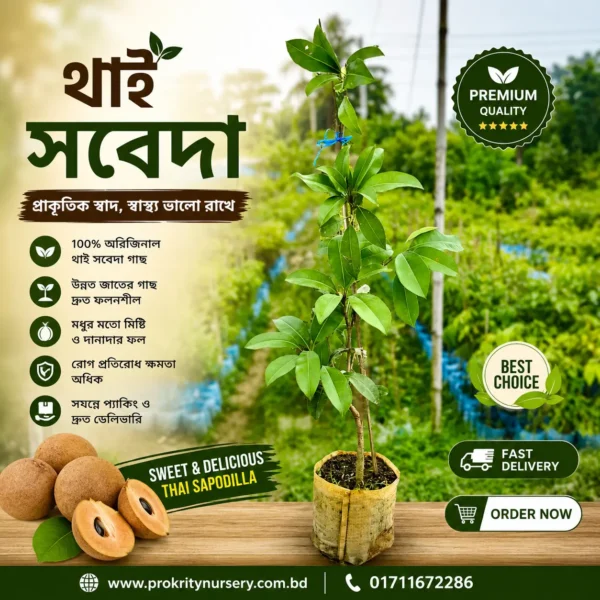 থাই সবেদা (Thai Sapodilla)