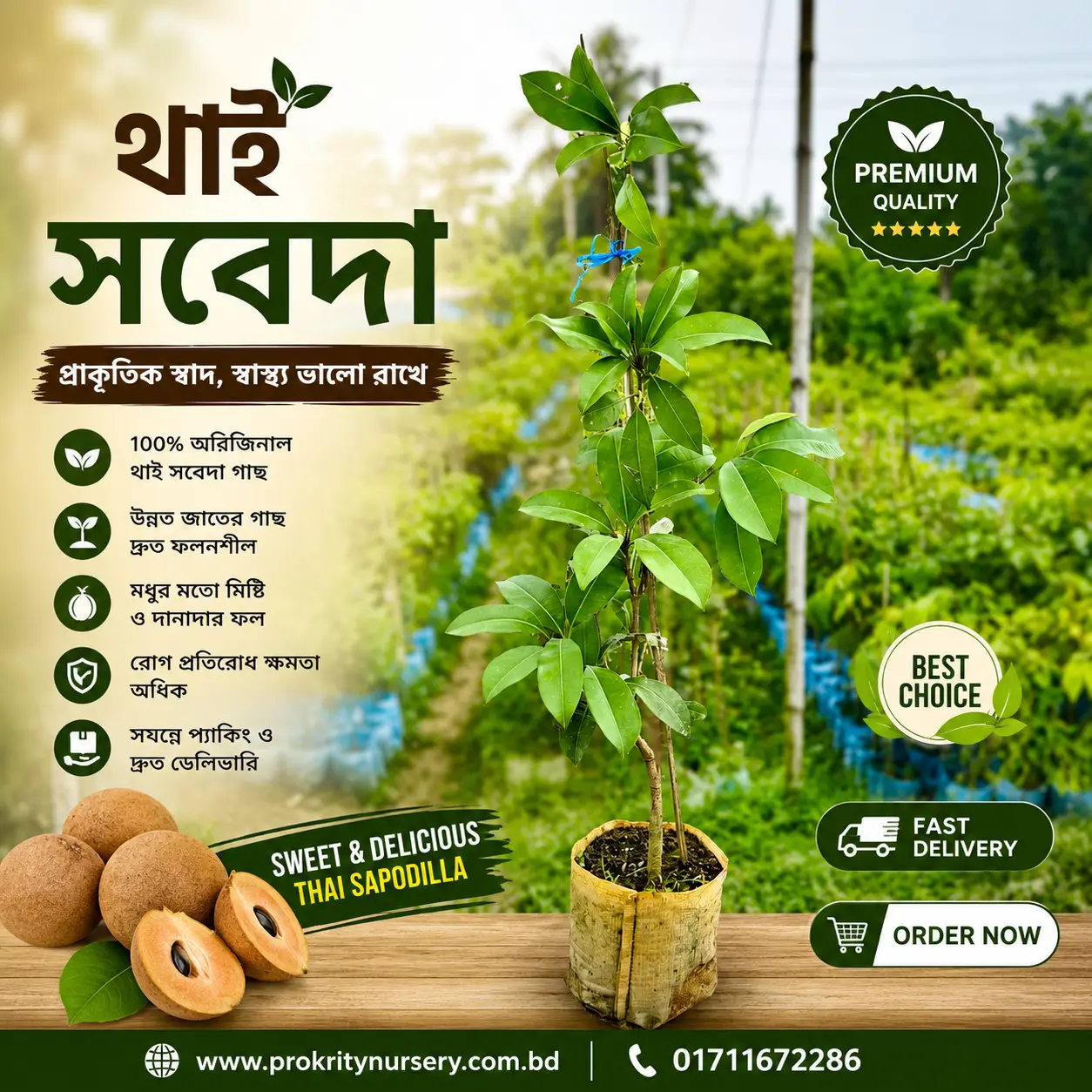 থাই সবেদা (Thai Sapodilla)