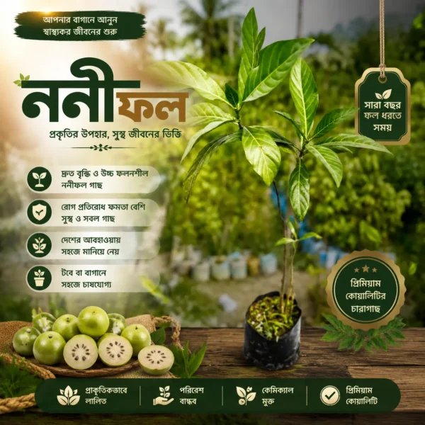 ননি ফল (Noni Fruit)