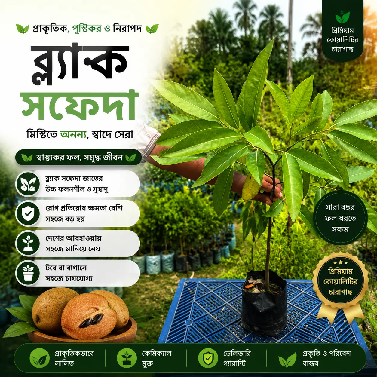 ব্ল্যাক সফেদা (Black Sapote)