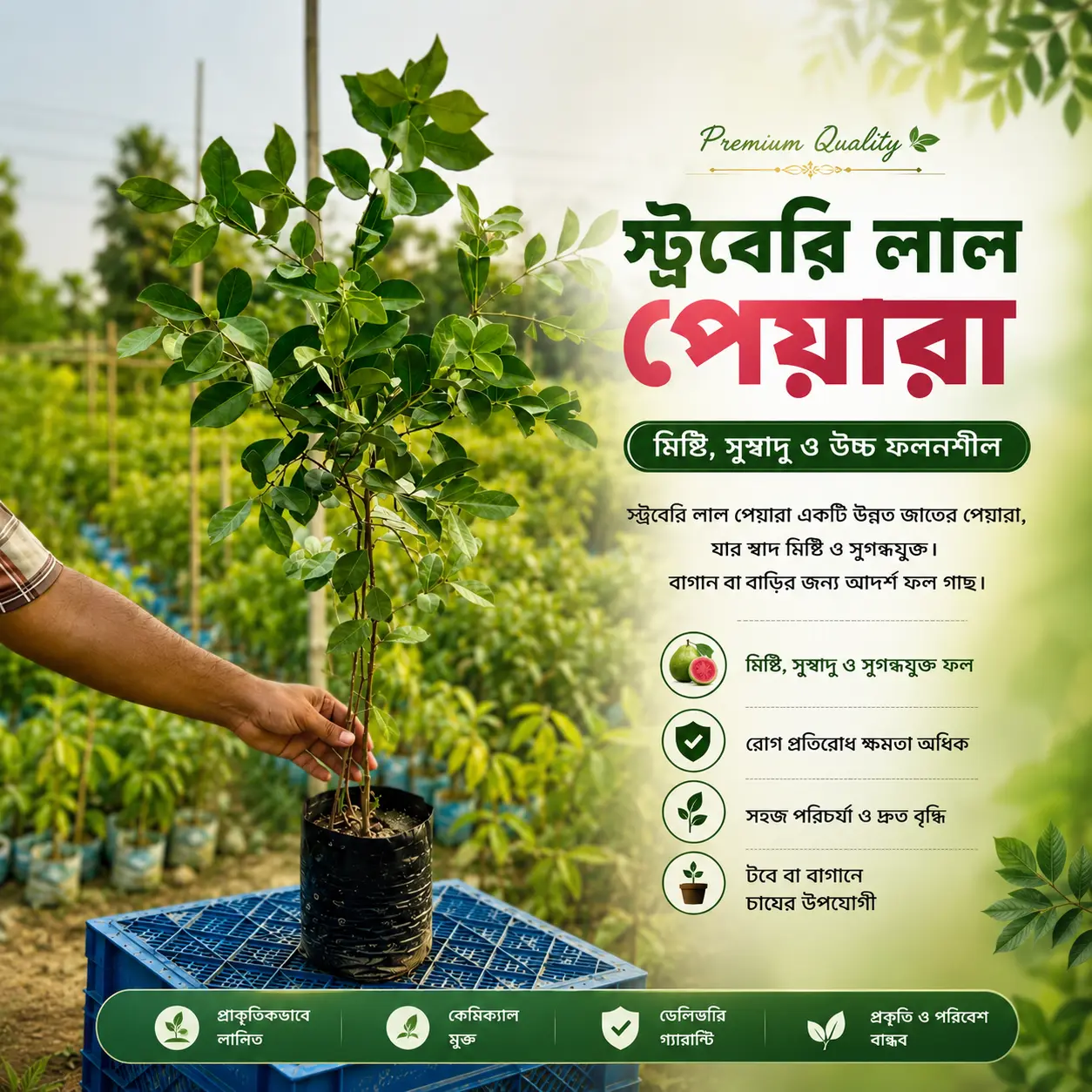 স্ট্রবেরি লাল পেয়ারা (Strawberry Red Guava)