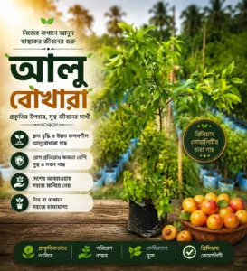 আলুবোখারা (Plum)