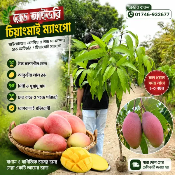 Red Ivory Mango Plant