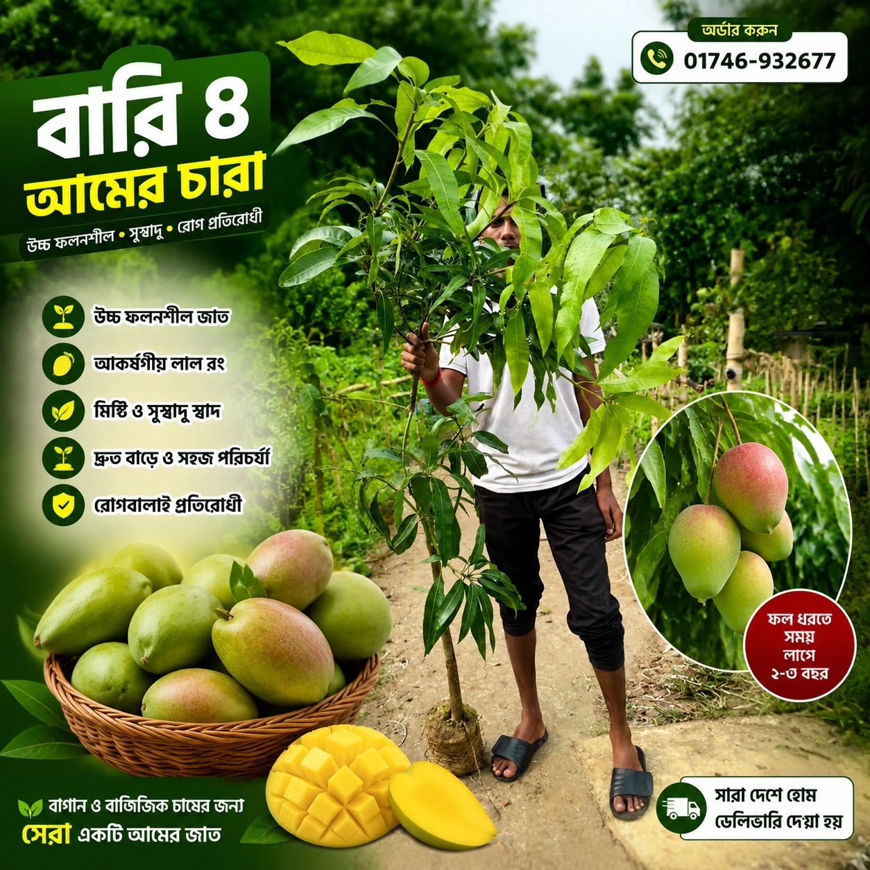 Bari 4 Mango Plant