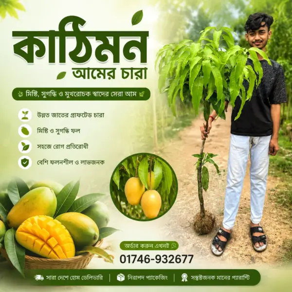 Katimon Mango