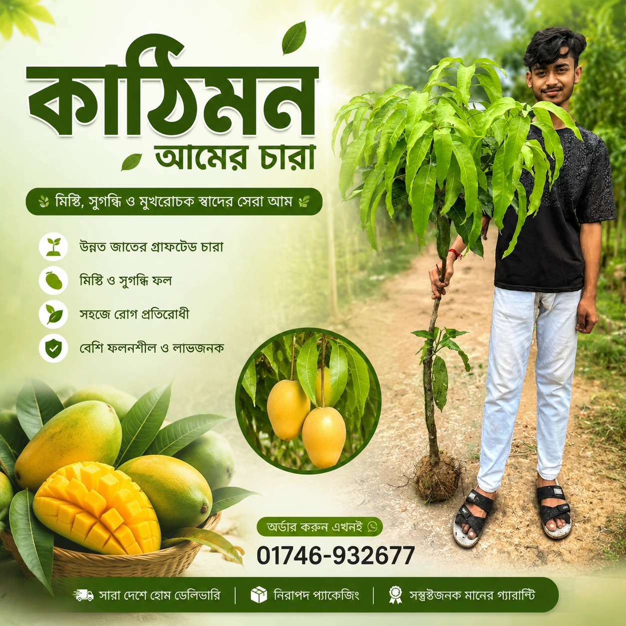 Katimon Mango