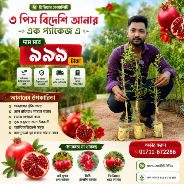 Anar / Pomegranate Saplings Combo Packages
