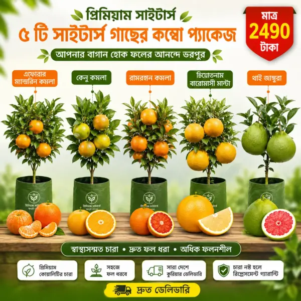 5 Ps Citrus Saplings Combo Packages