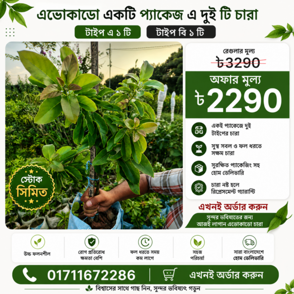 Avocado / Avocado Saplings Combo Packages